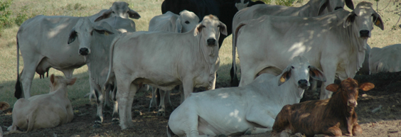 Purebred Brahman females in the heat of summer.