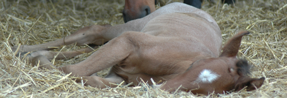 Hancock Quarter Horse newborn foal.
